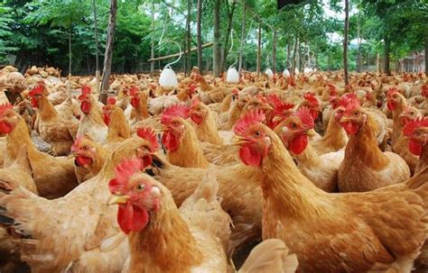 养殖鸡技术视频教程及成本与利润计算 养殖鸡前景风险及销路(2)