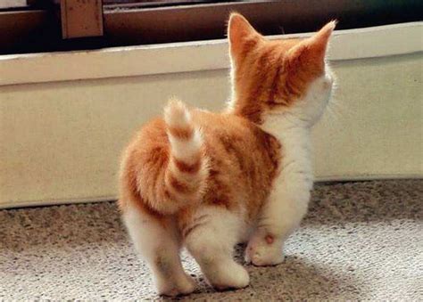 猫的尾巴能说话：不同的猫尾巴告诉你猫咪的秘密