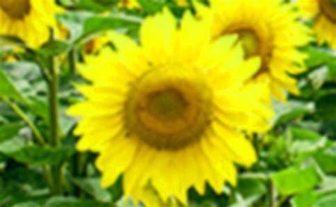 描写向日葵的优美句子-农百科