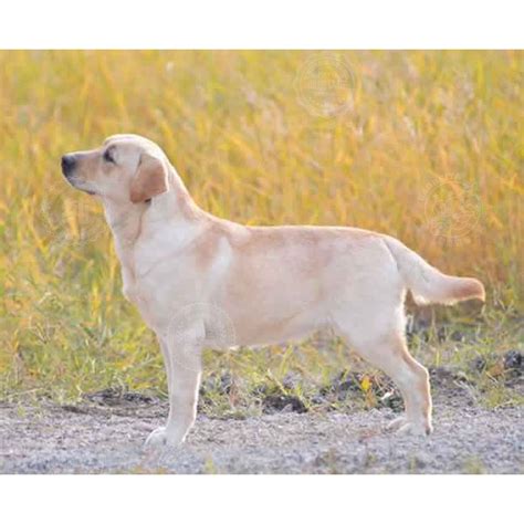 不纯种拉布拉多犬图片,拉布拉多犬标准图,拉布拉多犬4个月图片_大山谷图库