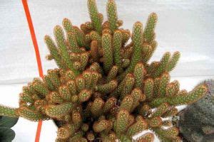 金手指Mammillaria elongata var. intertexta-花卉图片网