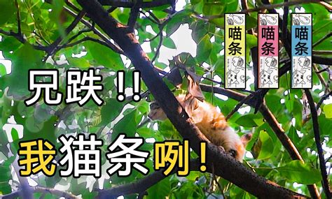 【动物帮猫咪救援实录】猫咪被困在树上，该怎么救？ - 知乎