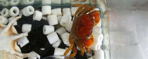 螃蟹放家里怎么养活，只需提供水和食物便可 - 农宝通