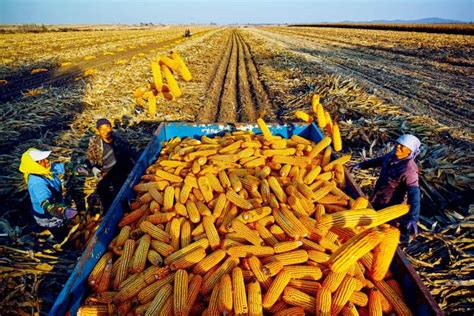 国内粮价上涨！哈萨克斯坦送来好消息：800万吨粮食瞅准中国市场__凤凰网