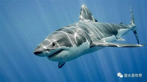 鲨鱼如果停止游动，会被淹死吗？_方式