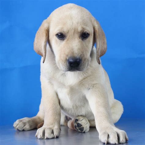 纯种拉布拉多犬幼犬狗狗出售 宠物拉布拉多犬可支付宝交易 拉布拉多犬 /编号10042300 - 宝贝它