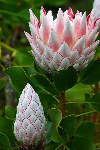 最神奇的花（自然的奇迹）-农百科