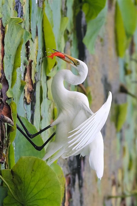 认识秦皇岛的鸟类——鹭科鸟类 - 秦皇岛生态家园