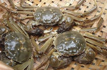 活螃蟹怎么保存到第二天吃-活螃蟹隔天吃怎么存放-趣丁网