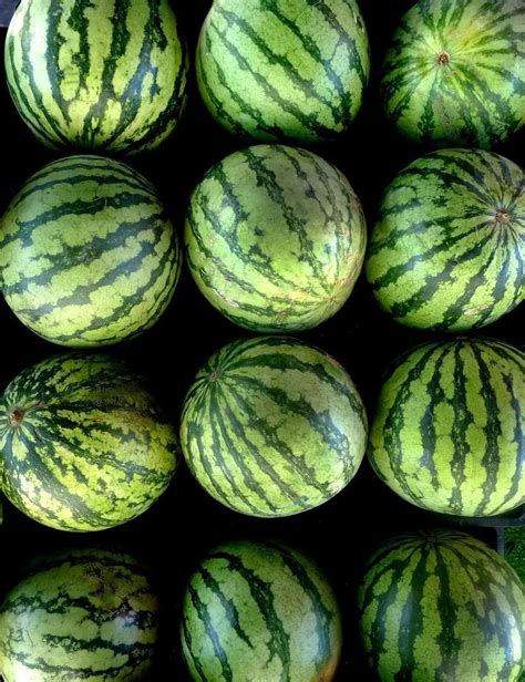 一般我们吃的零食西瓜子是夏天常吃的西瓜里的籽吗？|一般|我们-360GAME-川北在线