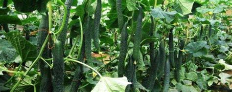 黄瓜的种植方法和管理技术（黄瓜栽培技术及操作措施）