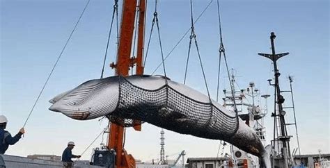 30年捕杀40万头鲸，“没有一头鲸能活着离开日本海”为何没人管|海豚湾|捕鲸|日本海_新浪网