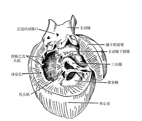 右心室：外形与结构 - 心血管 - 天山医学院