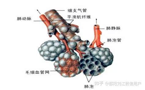 中医藏象学说之五脏的主要生理功能：肺〈14〉 - 知乎