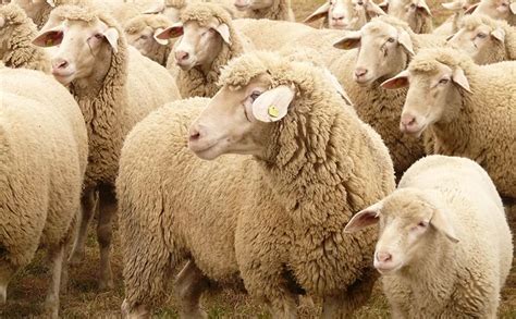 育肥羊价格今日羊价山羊价格今日价量大价优批发价格 济宁 羊-食品商务网