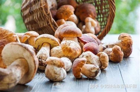 武陵山珍｜菌菇，吃对才能真正收获好处 - 知乎