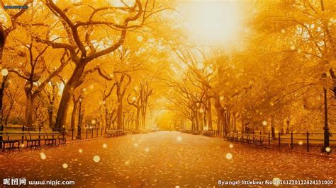 秋天的枫叶高清图片下载-正版图片500667866-摄图网