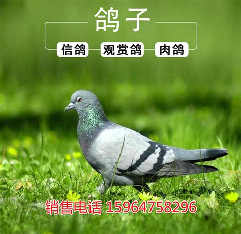 中华观赏鸽大全,各种观赏鸽图片和名字,红鸽子品种大片_大山谷图库