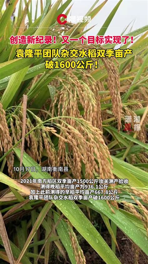 海水稻在柴达木盆地插秧，袁隆平：“改造中国1亿亩盐碱地是我的新目标”
