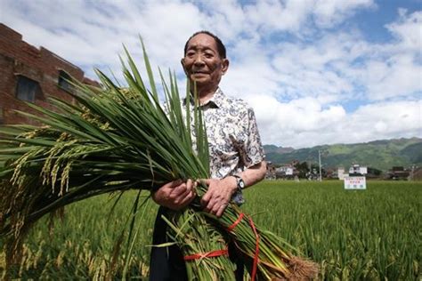 温企试种植袁隆平海水稻 将打造东南沿海盐碱地改良样板_手机温州网