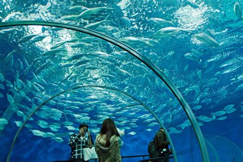 2020悉尼水族馆-旅游攻略-门票-地址-问答-游记点评，悉尼旅游旅游景点推荐-去哪儿攻略