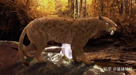 史前新物种被确认！生活在500万年前的猛兽，竟以犀牛为食|剑齿虎|猫|犀牛_新浪新闻