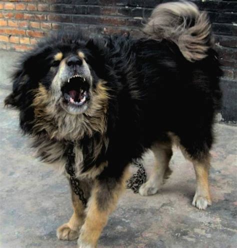 中亚三大最强獒:坎高犬，库达犬，中亚牧羊犬完胜藏獒|土耳其|库达|牧羊犬_新浪新闻
