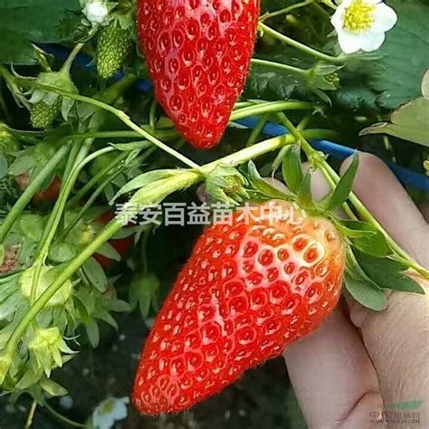 [小白草莓苗批发]小白草莓苗 地栽苗 20~30公分价格0.6元/棵 - 惠农网