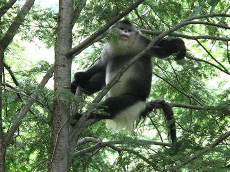 被称为“地球独生子”的黔金丝猴，仅栖息在武陵山脉主峰的梵净山中。仲夏时节，猴儿们在茂密高大的乔木林中自由穿梭，觅食嬉戏。