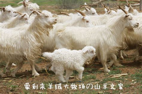 喜羊羊：山羊，绵羊，还是混血儿？| 果壳 科技有意思