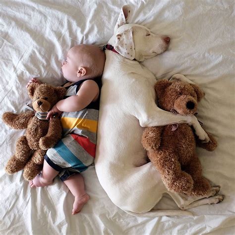 可爱的宝宝与狗狗一起睡觉，照片背后有一个暖心的故事 - 第2页 | 宠物天空