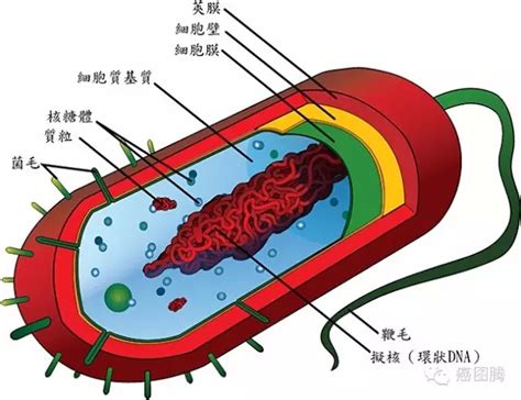 大肠杆菌内部结构图889126png图片素材 - 设计盒子