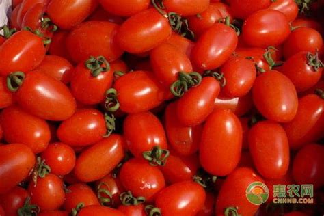 小番茄种植方法和时间是什么？ - 惠农网