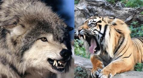 如果狼和老虎相遇了，会发生什么呢？看完令人大开眼界__财经头条