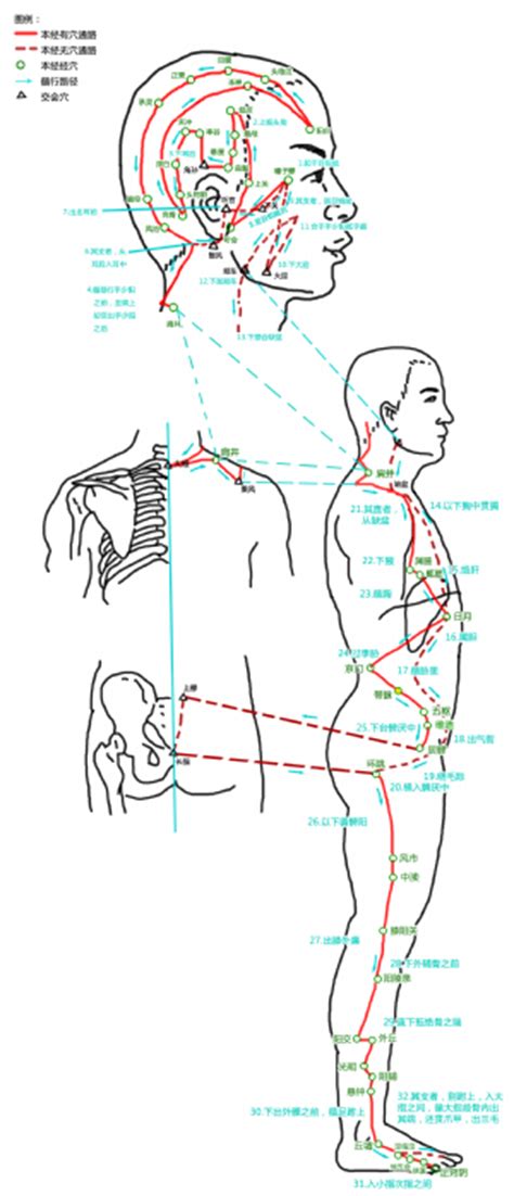 带脉_带脉穴的位置、功效与作用、主治、刺灸法_医学百科