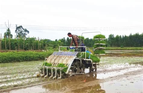 雷官镇：工厂化育秧让水稻种植跑出“加速度”_来安县人民政府