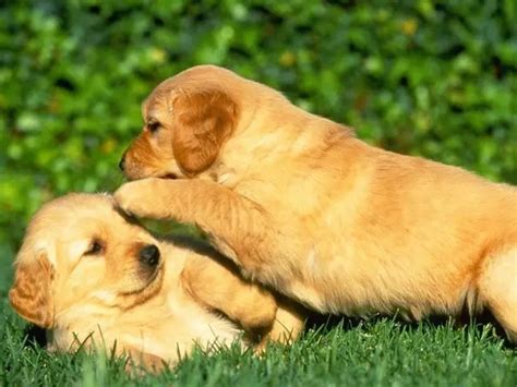 大型犬介绍：常见大型宠物狗的特点、易患疾病、营养保健和日常饲养管理 - 知乎
