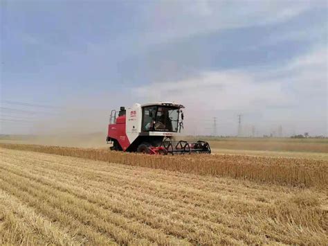 全国大规模小麦跨区机收拉开序幕 已收获4000万亩|小麦|农村部|农机_新浪新闻