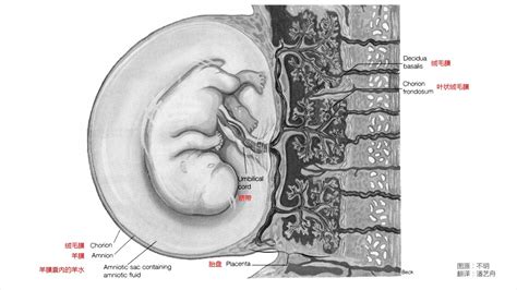 胎膜和胎盘_《组织学与胚胎学》在线阅读_【中医宝典】