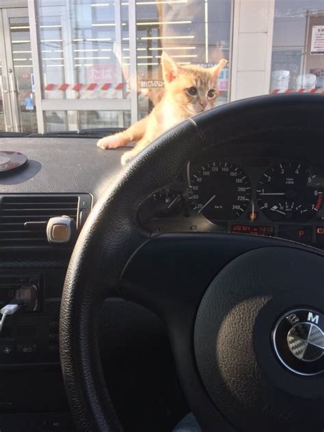 猫可以长时间坐车吗? - 知乎