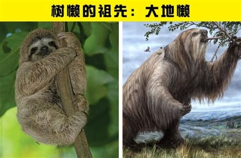 动物祖先图片大全 动物的祖先长什么样子(4)_配图网