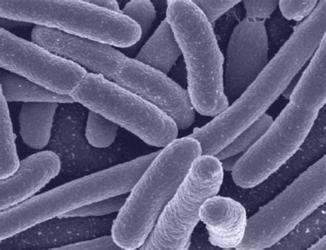 大肠杆菌细胞裂解系统的构建及其在真菌毒素降解酶表达中的应用