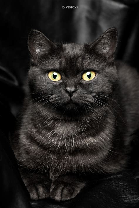 中国常见的猫的品种里有长毛黑猫吗？如果没有，有什么科学道理吗？ - 知乎