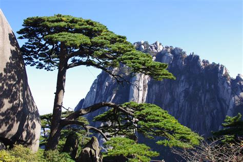 2024...松，这些松树长在悬崖上真的让人感叹，这片景色很美，要是没去看会觉得有点可惜，看完之后就觉得震撼_西海大峡谷-评论-去哪儿攻略