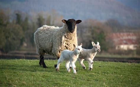 母羊产羔数提高四措施，产羔数量是羊场效益提升的关键__凤凰网