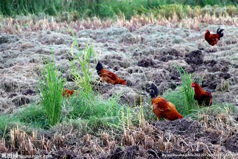 土鸡养殖技术：提高散养土鸡的成活率的方法_大别山农场|生态养殖|生态旅游|土鸡批发|肉鸡销售|鸡蛋价格