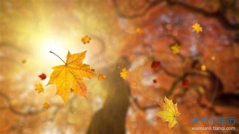 秋天看银杏叶的心情说说 欣赏银杏叶说说图片唯美 _八宝网