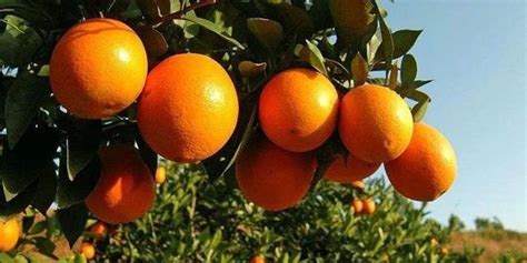“世界橙乡”洋溢丰收喜悦，2021赣南脐橙博览会在信丰启动__财经头条