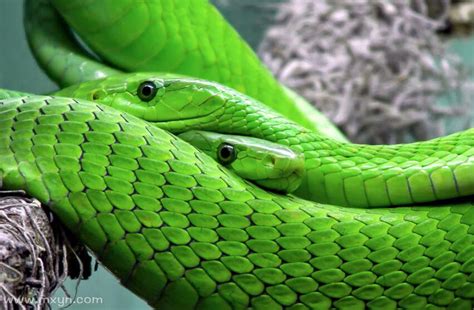 孕妇梦见绿色的蛇是什么意思预兆 - 原版周公解梦大全