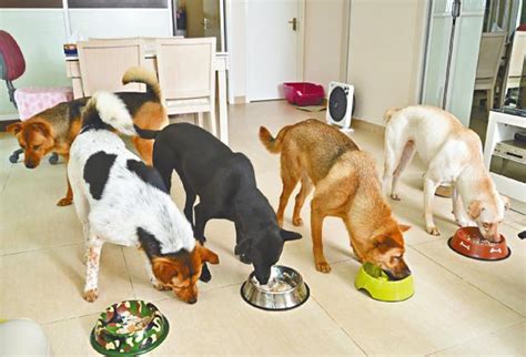 【新犬上路】狗狗一天吃几顿饭更健康呢？ - 知乎